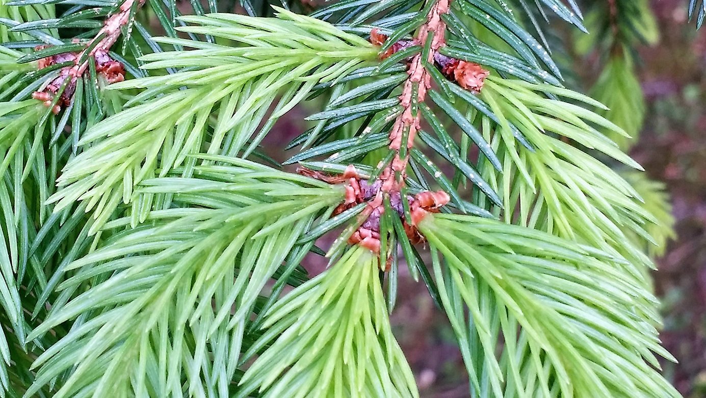 Abies de Lourdes 10ml - SAINT GERMAIN - Imagem 2