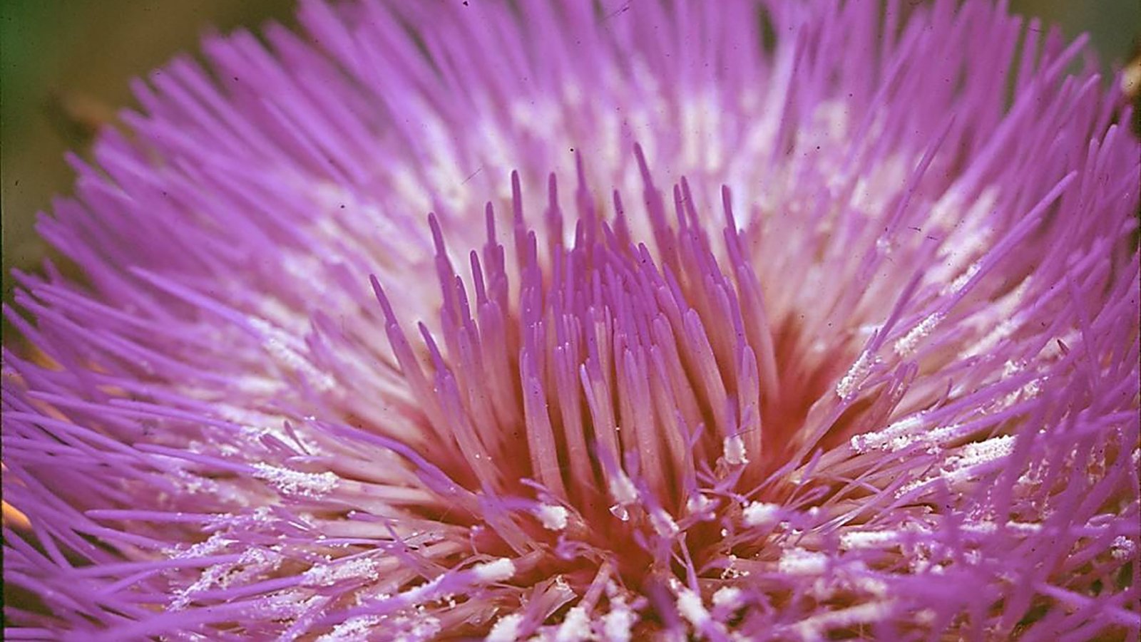 Alcachofra 10ml - SAINT GERMAIN - Imagem 2