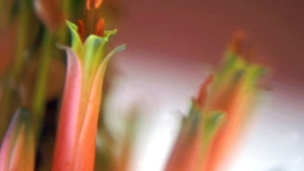 Aloe 10ml - SAINT GERMAIN - Imagem 2