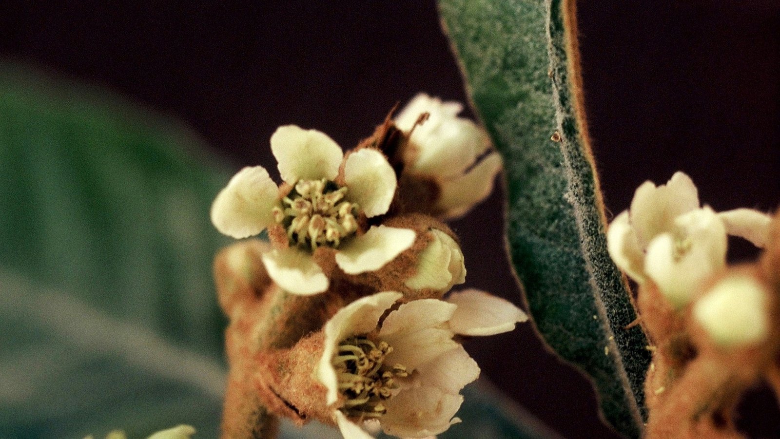 Ameixa 10ml - SAINT GERMAIN - Imagem 2