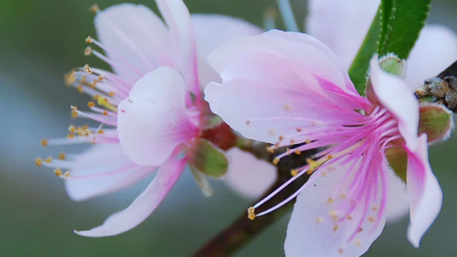 Amygdalus 10ml - SAINT GERMAIN - Imagem 2