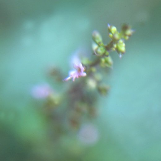 Anis 10ml - SAINT GERMAIN - Imagem 2