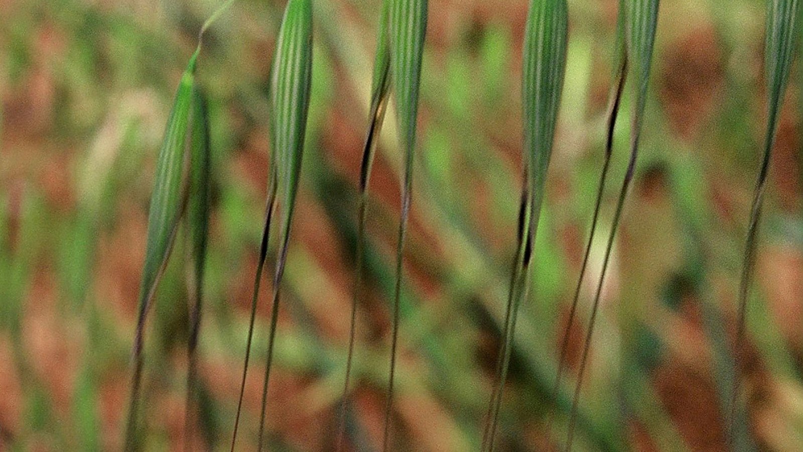 Aveia Selvagem 10ml - SAINT GERMAIN - Imagem 2