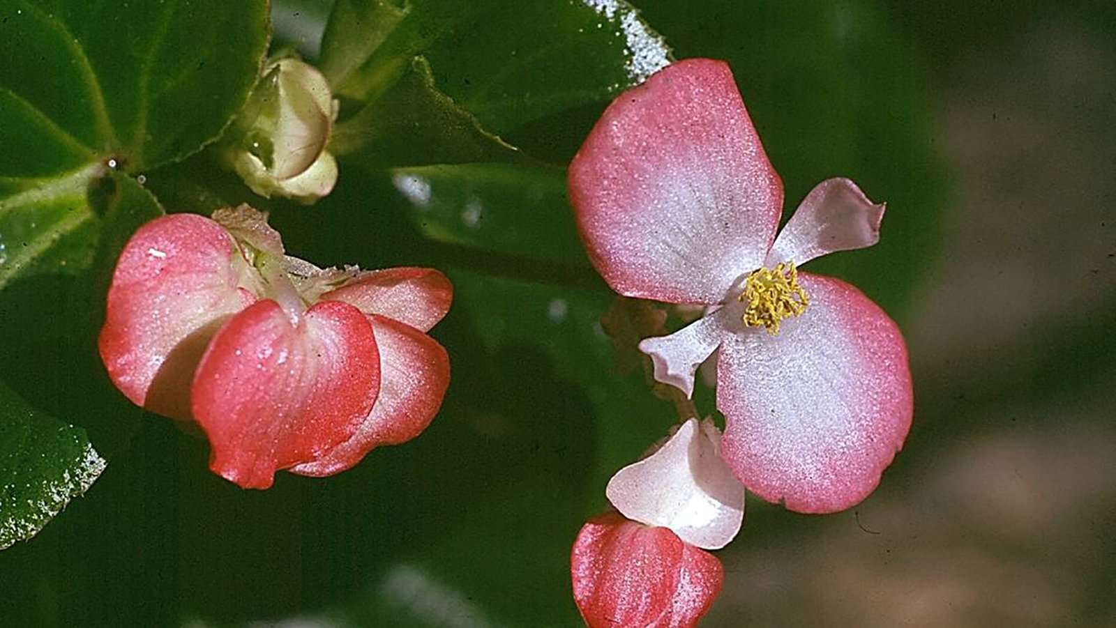 Begônia 10ml - SAINT GERMAIN - Imagem 2