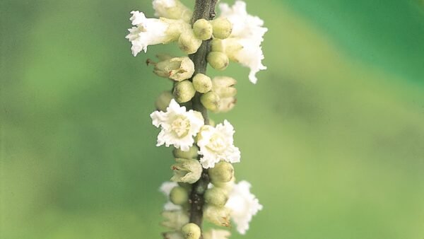 Boa Sorte 10ml - SAINT GERMAIN - Imagem 2