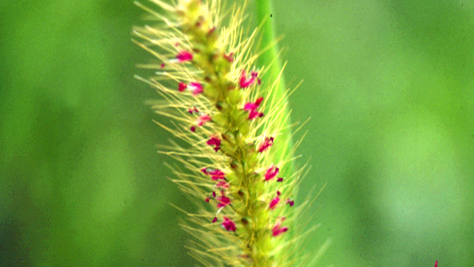 Capim Luz 10ml - SAINT GERMAIN - Imagem 2