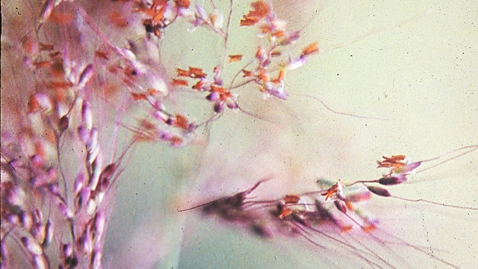 Capim Seda 10ml - SAINT GERMAIN - Imagem 2