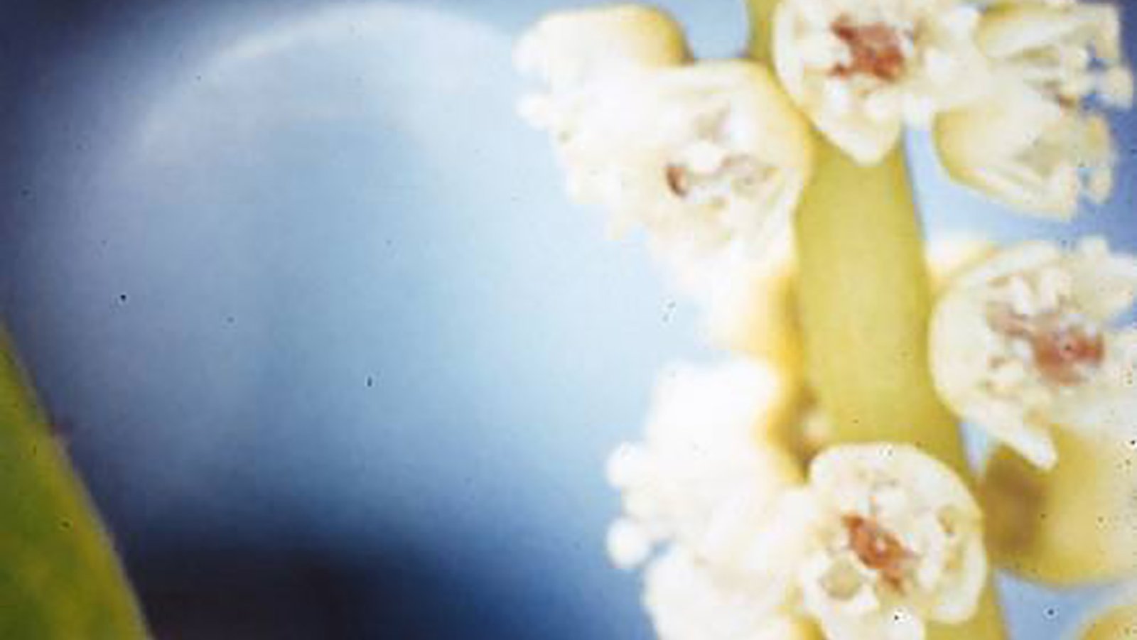 Chapéu de Sol 10ml - SAINT GERMAIN - Imagem 2