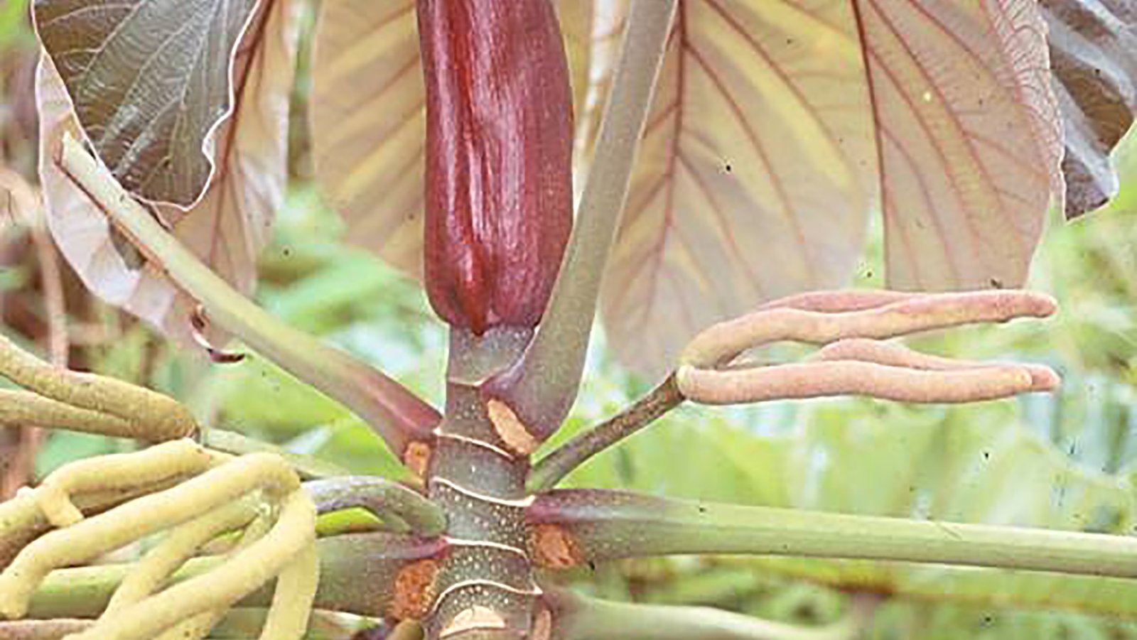 Embauba 10ml - SAINT GERMAIN - Imagem 2