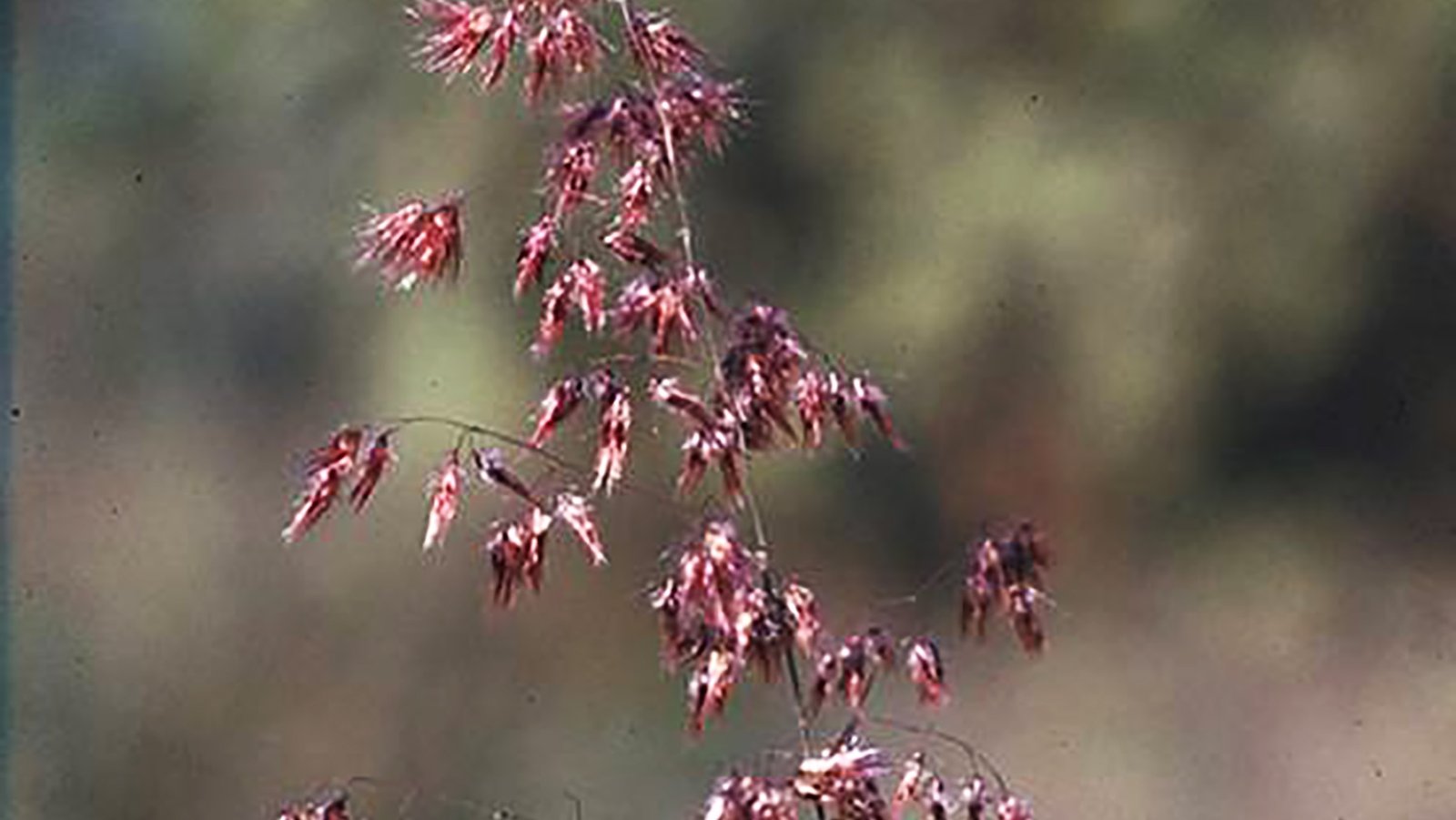 Erbum 10ml - SAINT GERMAIN - Imagem 2