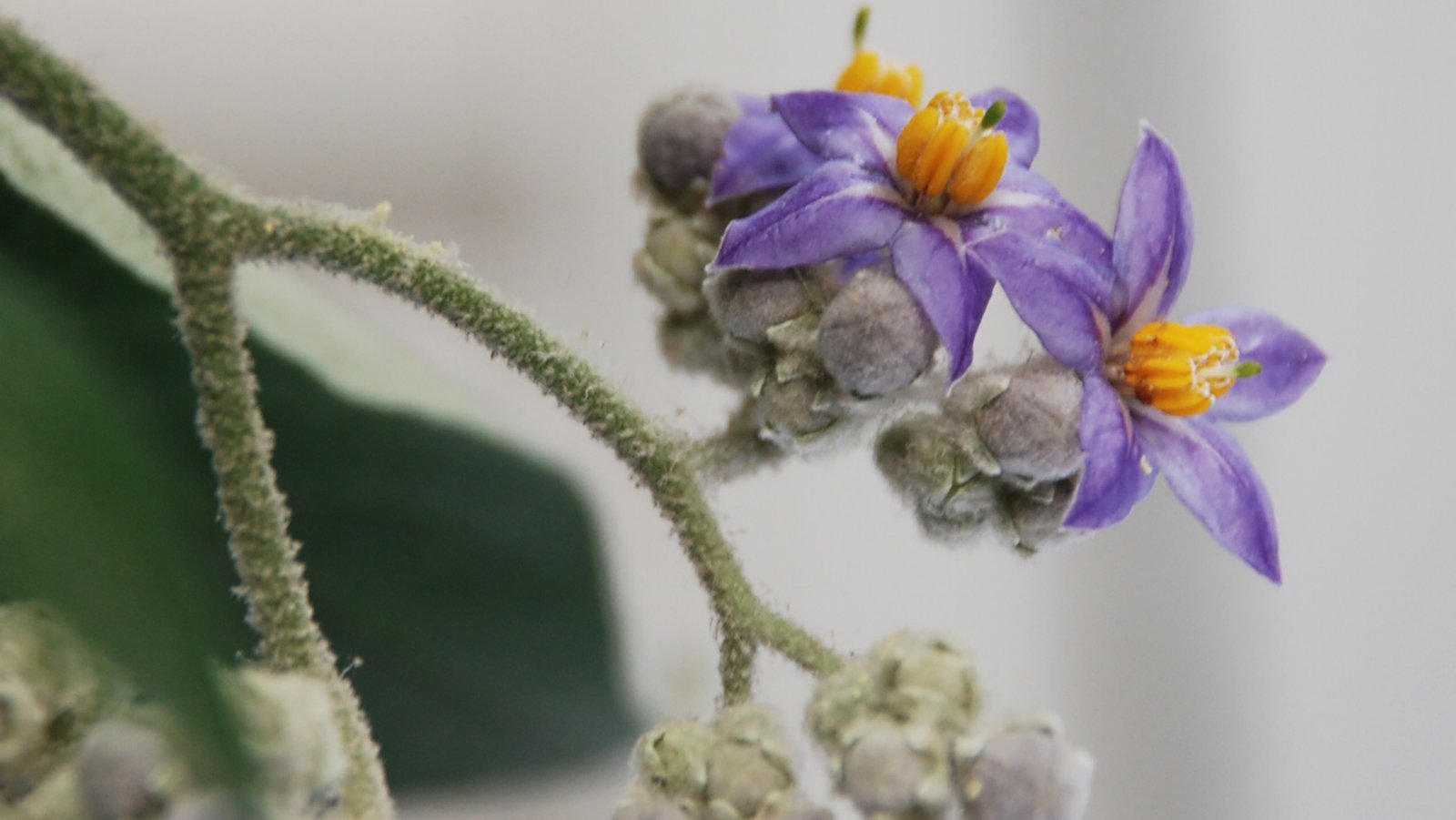 Erianthum 10ml - SAINT GERMAIN - Imagem 2