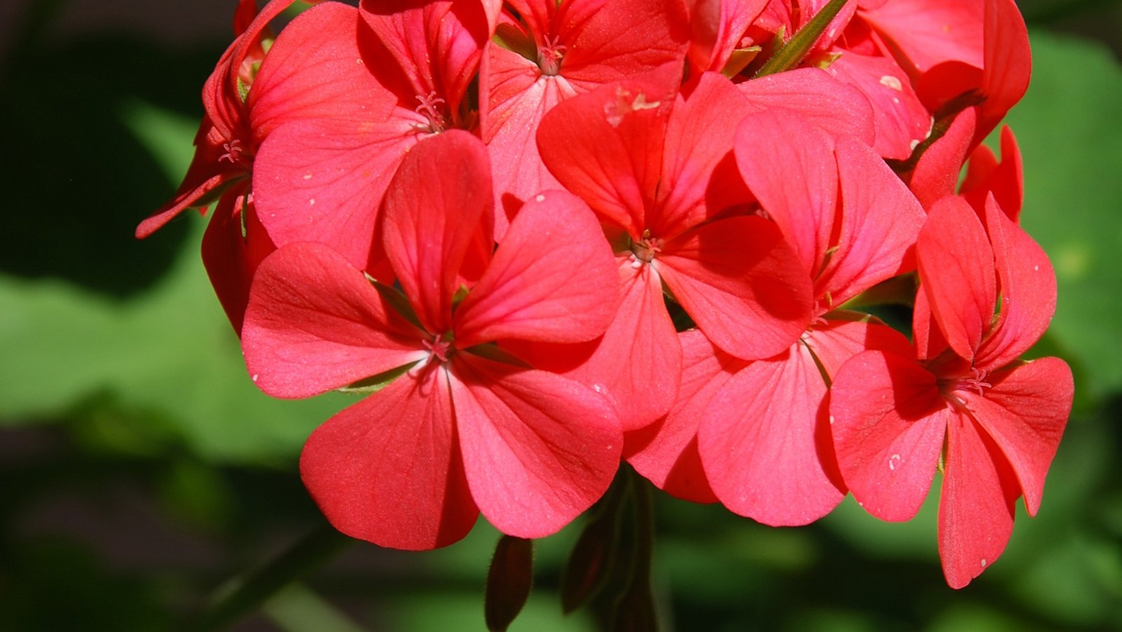 Gerânio 10ml - SAINT GERMAIN - Imagem 2