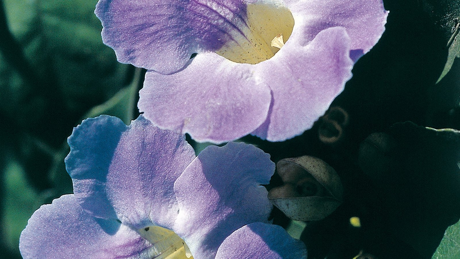 Grandiflora 10ml - SAINT GERMAIN - Imagem 2