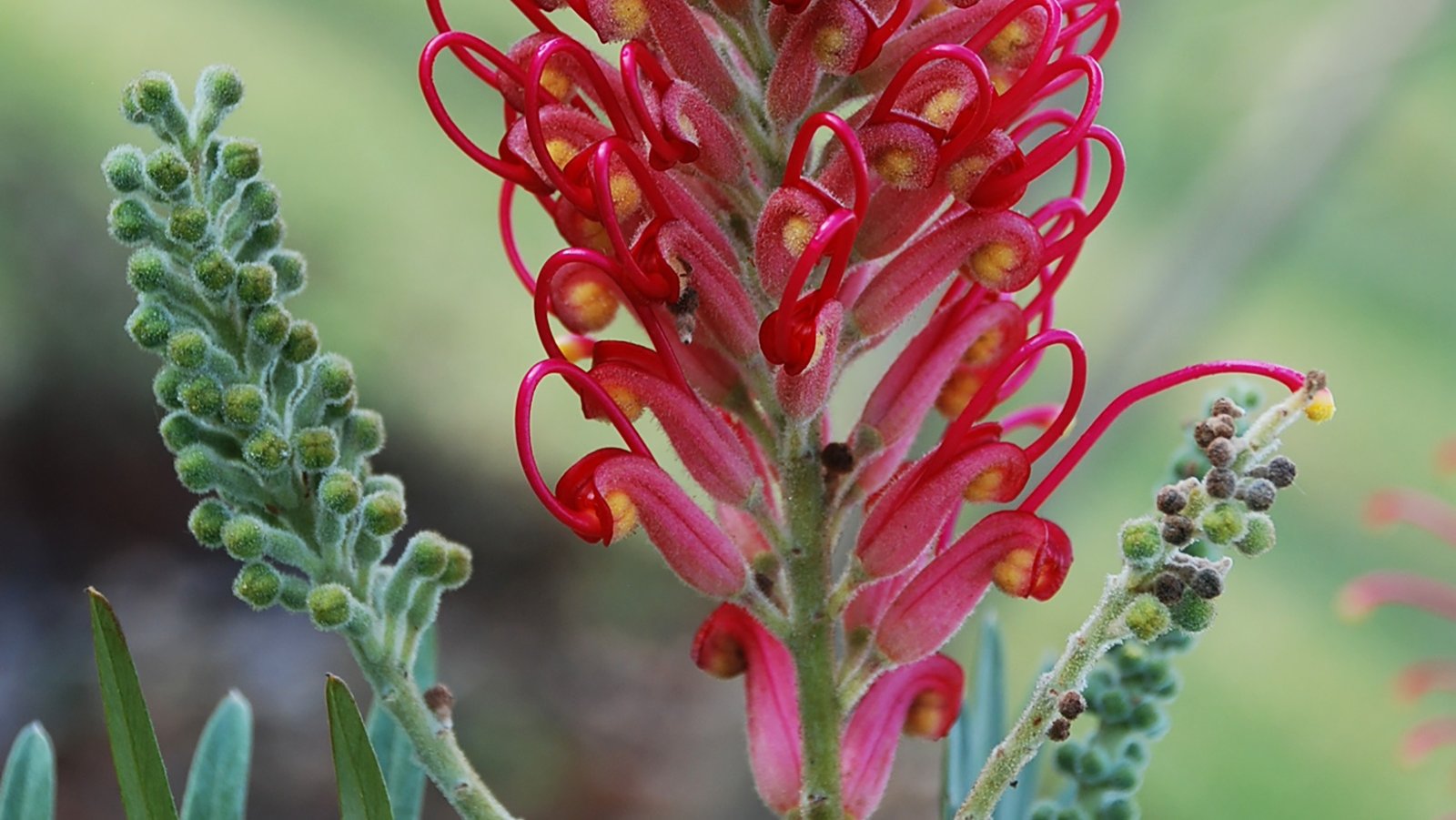 Grevílea 10ml - SAINT GERMAIN - Imagem 2