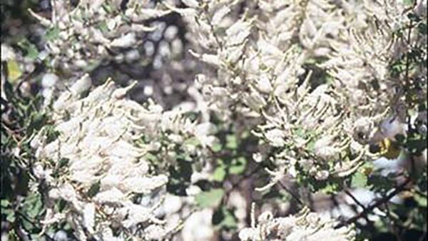Incensum 10ml - SAINT GERMAIN - Imagem 2