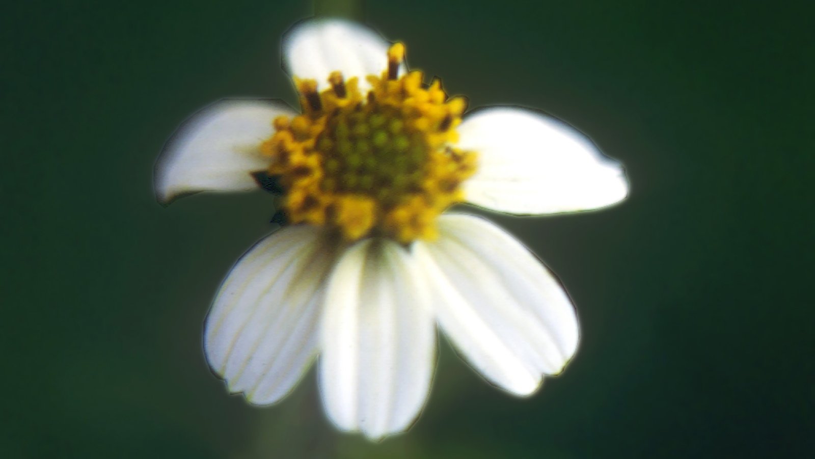 Leucantha 10ml - SAINT GERMAIN - Imagem 2