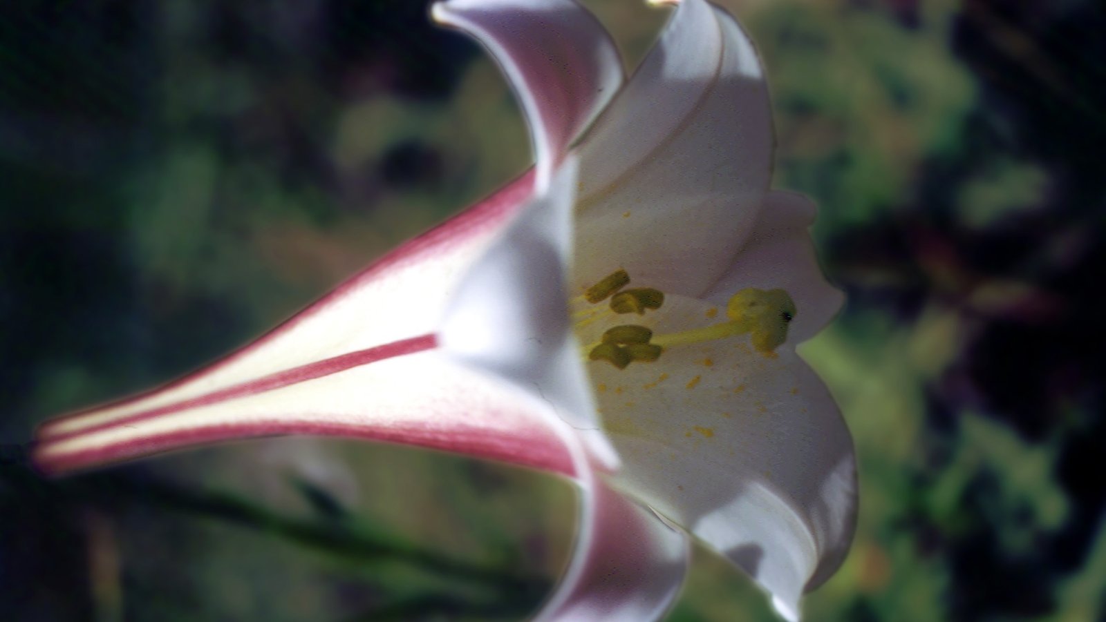 Lírio Real 10ml - SAINT GERMAIN - Imagem 2