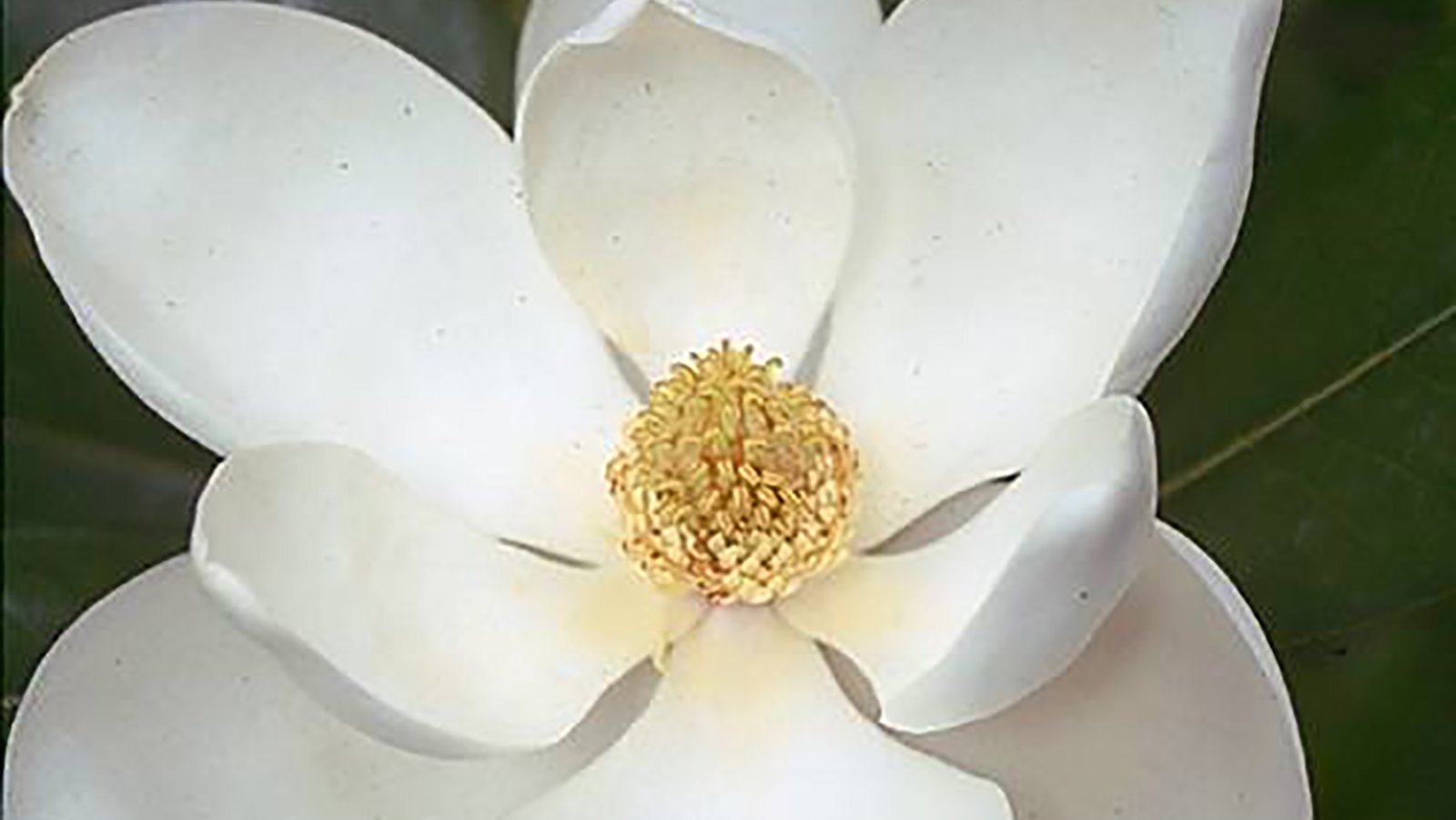 Lótus/Magnólia 10ml - SAINT GERMAIN - Imagem 2