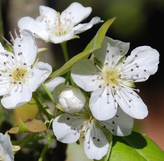 Maçã 10ml - SAINT GERMAIN - Imagem 2