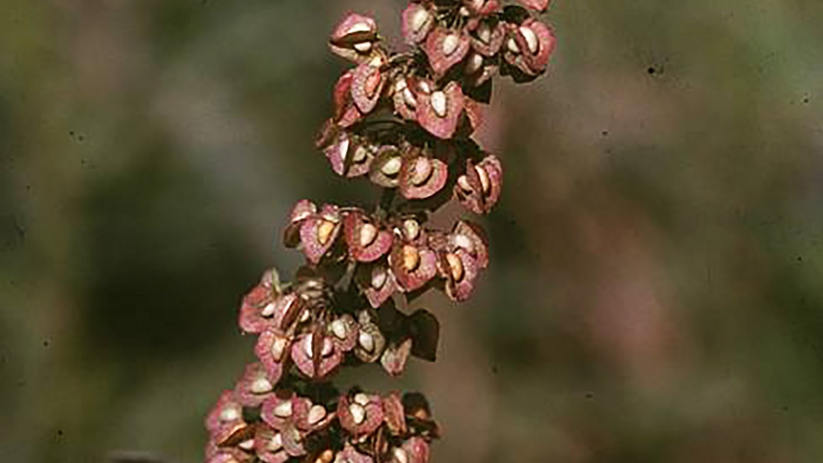 Patiens 10ml - SAINT GERMAIN - Imagem 2