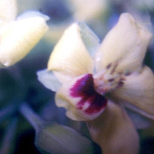 Pau Brasil 10ml - SAINT GERMAIN - Imagem 2