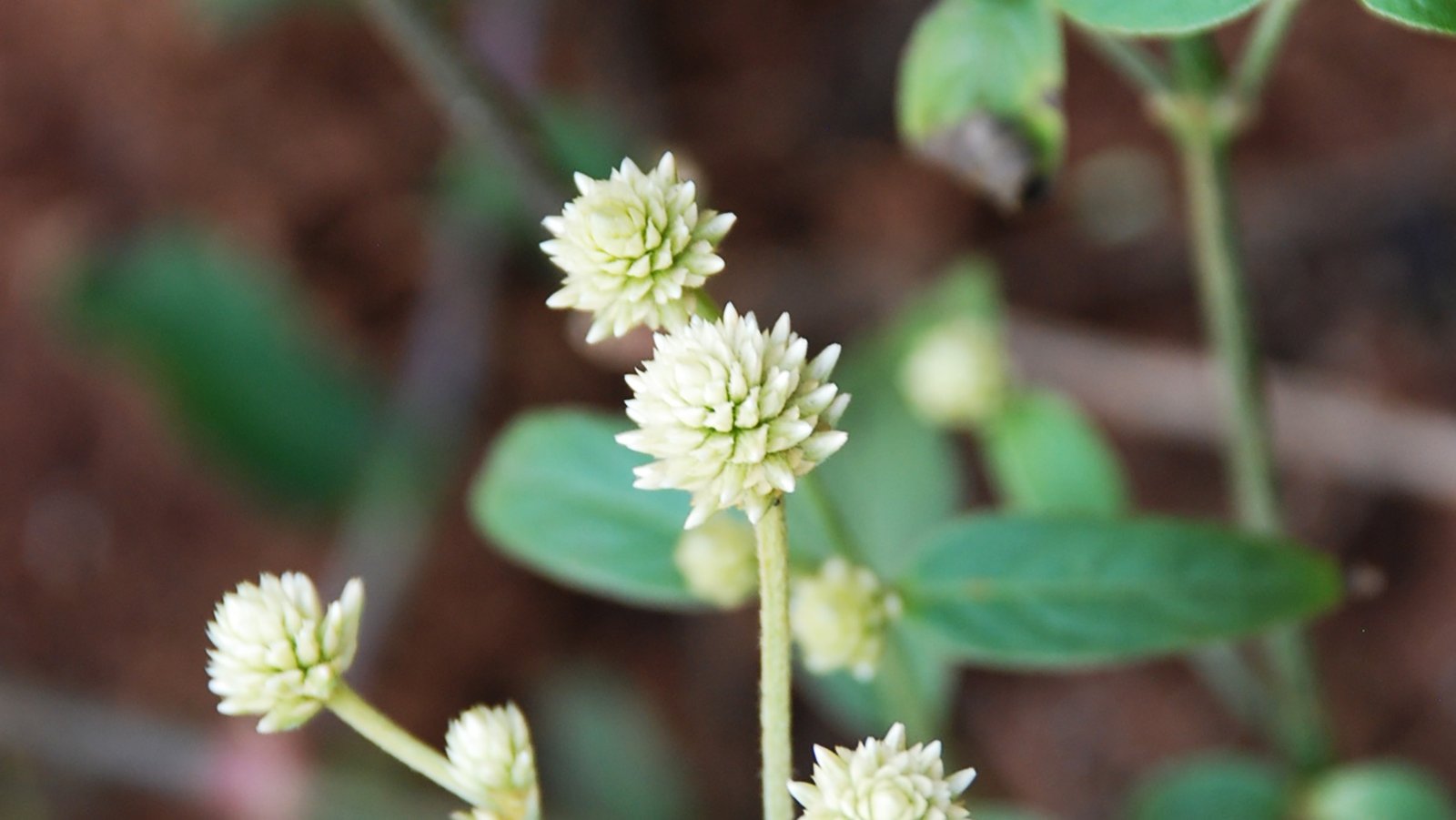 Perpétua 10ml - SAINT GERMAIN - Imagem 2