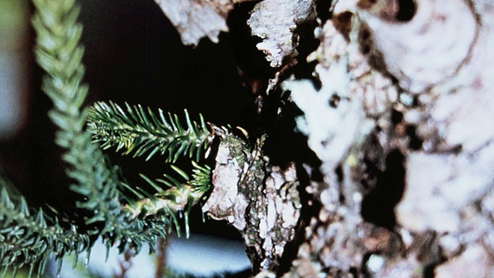 Pinheiro Libertação 10ml - SAINT GERMAIN - Imagem 2