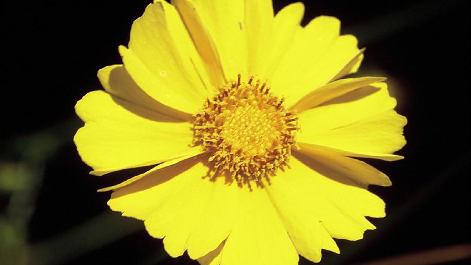 Populus 10ml - SAINT GERMAIN - Imagem 2