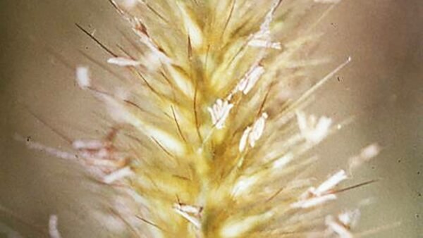 Purpureum 10ml - SAINT GERMAIN - Imagem 2