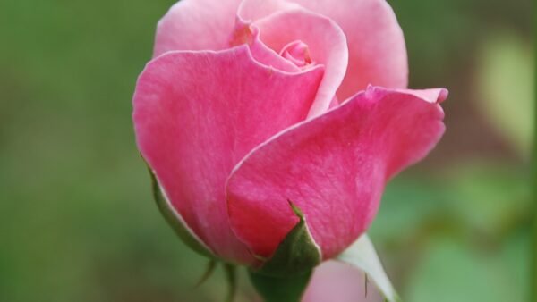 Rosa Rosa 10ml - SAINT GERMAIN - Imagem 2