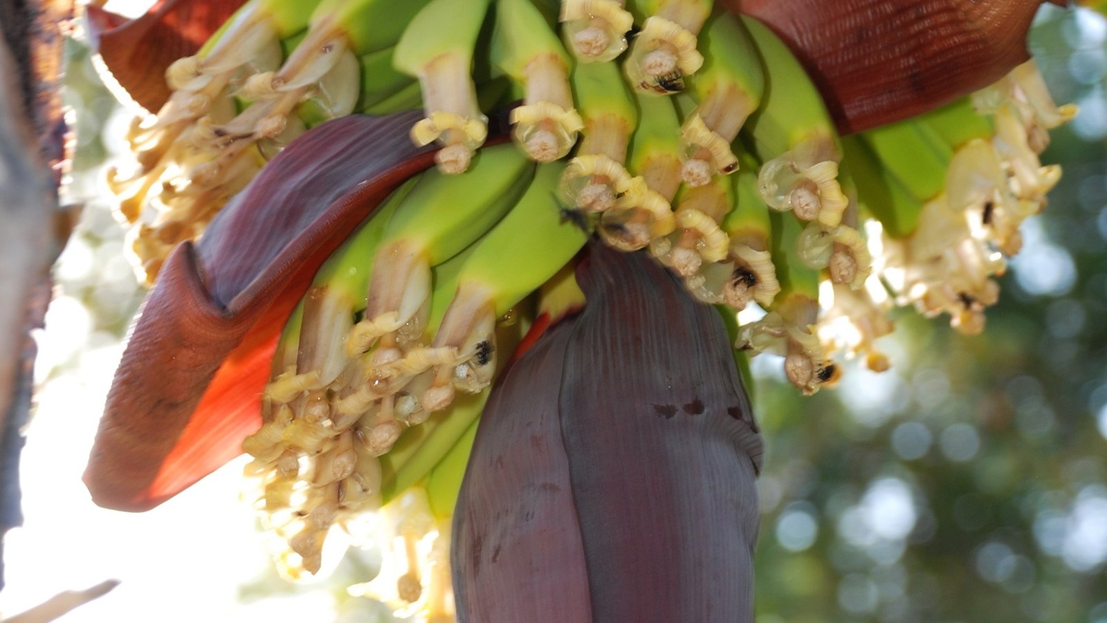 Sapientum 10ml - SAINT GERMAIN - Imagem 2