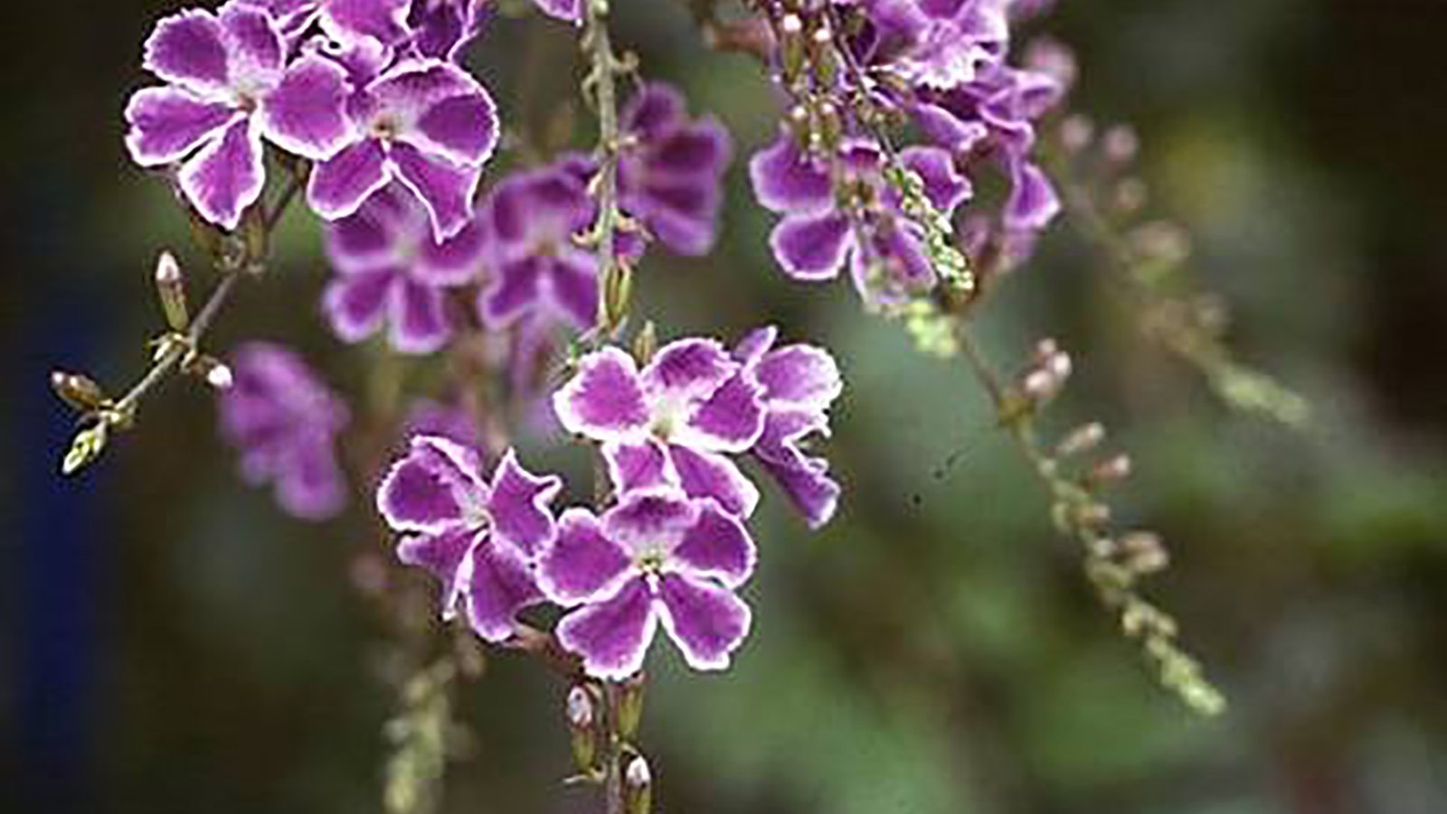 Scorpius 10ml - SAINT GERMAIN - Imagem 2