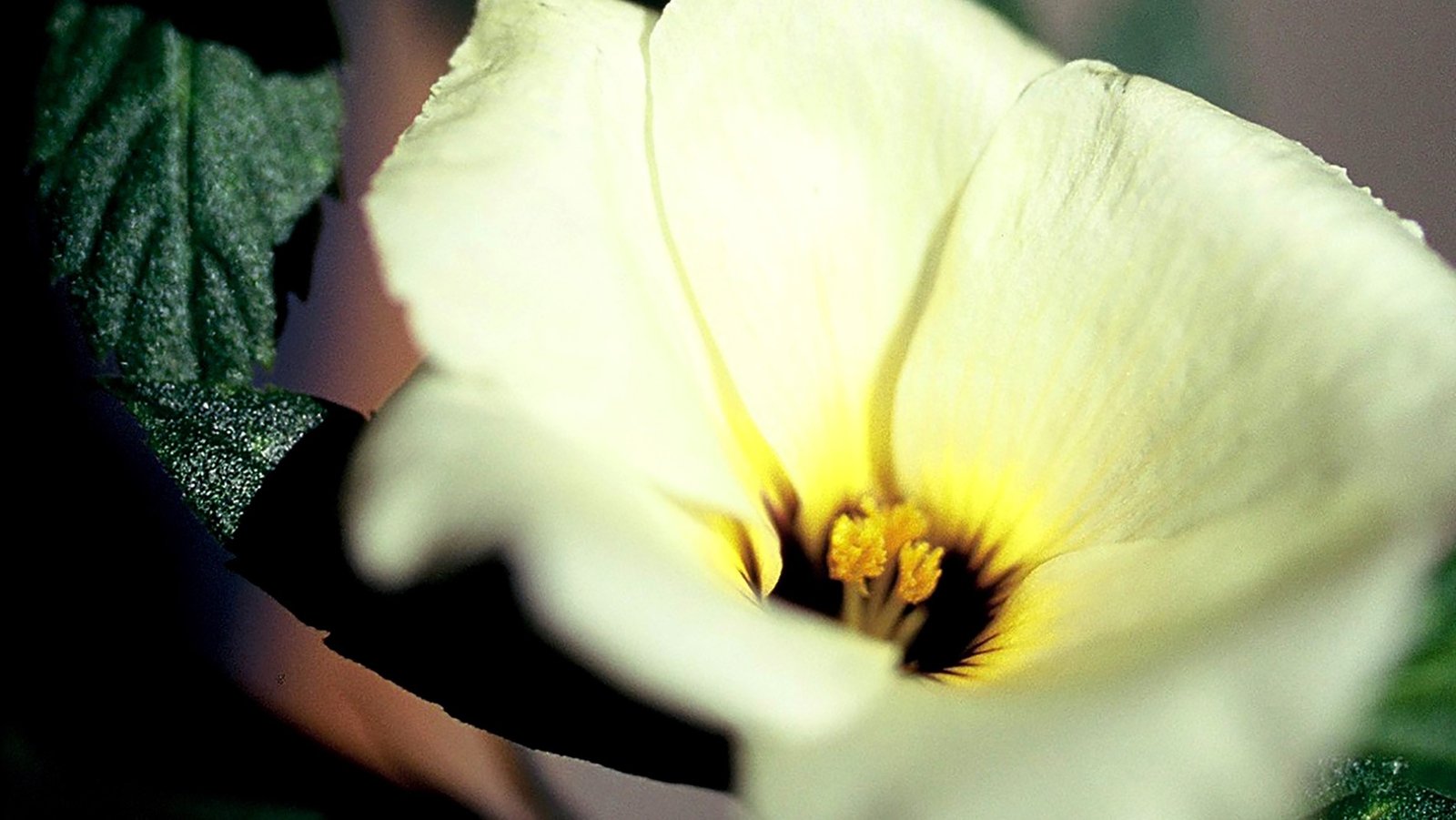 Sergipe 10ml - SAINT GERMAIN - Imagem 2