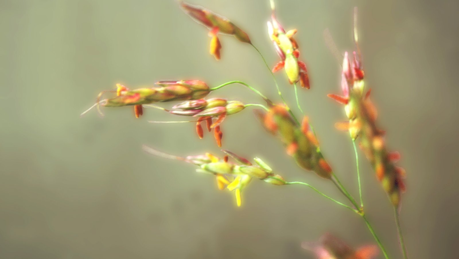 Sorgo 10ml - SAINT GERMAIN - Imagem 2