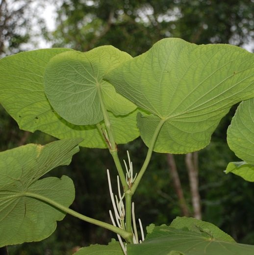 Umbellata 10ml - SAINT GERMAIN - Imagem 2